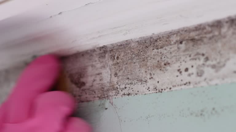 Mold Documentation for Insurance Claims in Bellevue, MI